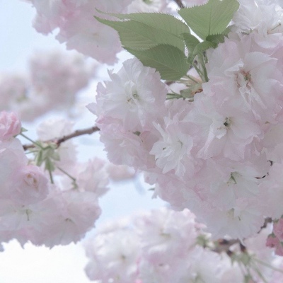 Furry插画光影灵感福瑞交流群